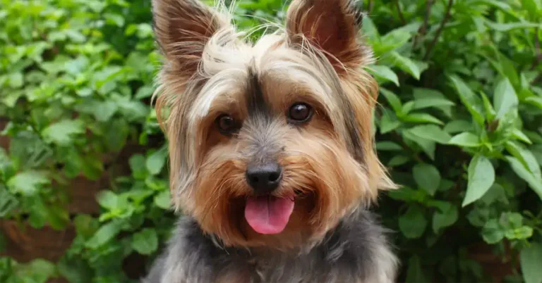 Yorkshire Terrier: Yorkie Breed Basic Facts